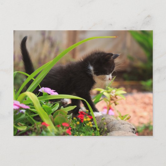 Cute Garden Kitten Briefkaart (Voorkant)