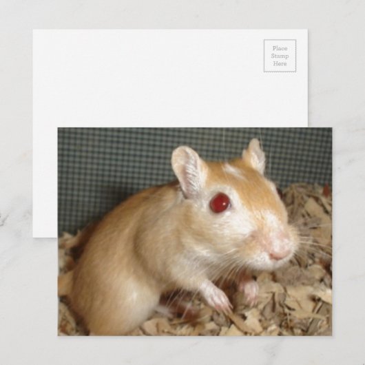 Cute Gerbil Briefkaart (Voorkant / Achterkant)