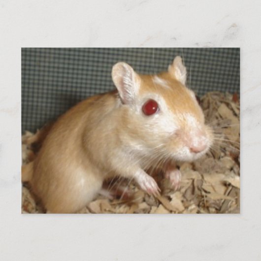 Cute Gerbil Briefkaart (Voorkant)