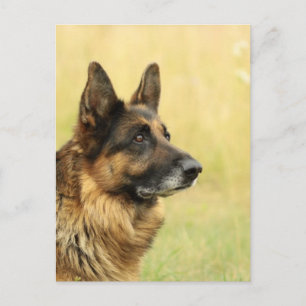 Cute German Shepherd Briefkaart