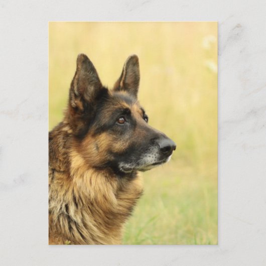 Cute German Shepherd Briefkaart (Voorkant)