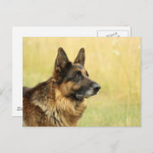 Cute German Shepherd Briefkaart (Voorkant / Achterkant)