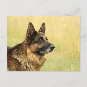 Cute German Shepherd Briefkaart