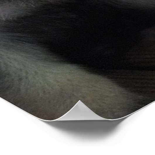 Cute German Shepherd Puppies Poster (Hoek)