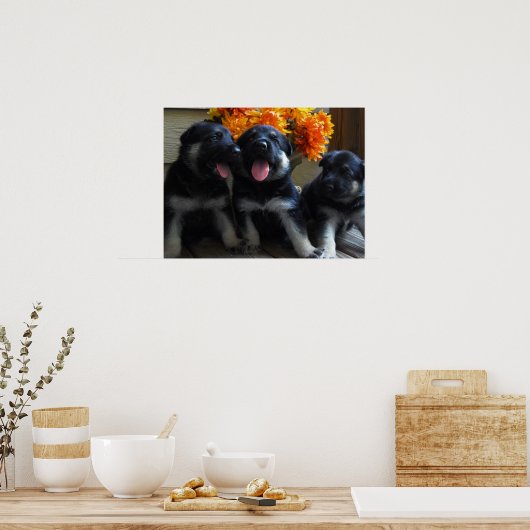Cute German Shepherd Puppies Poster (Keuken)