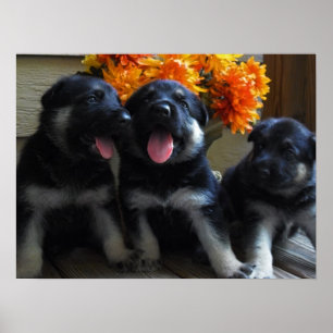Cute German Shepherd Puppies Poster