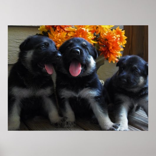 Cute German Shepherd Puppies Poster (Voorkant)