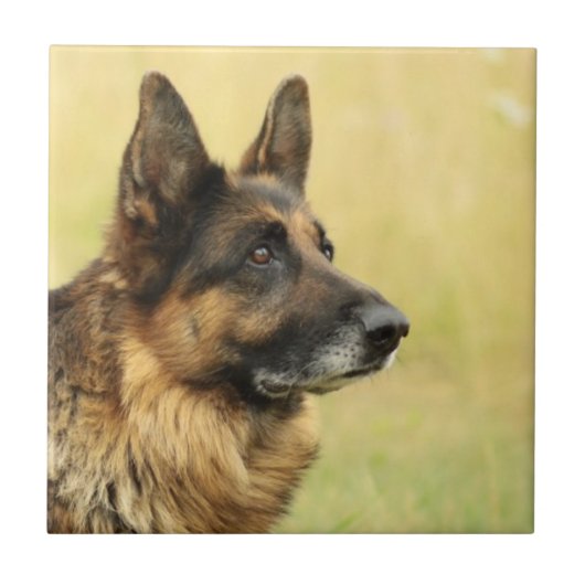 Cute German Shepherd Tile Tegeltje (Voorkant)
