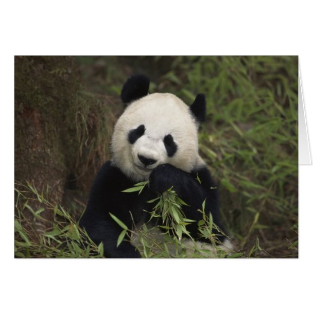 Cute Giant Panda (Voorkant Horizontaal)