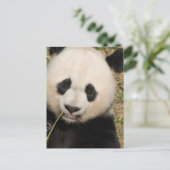 Cute Giant Panda Beer Briefkaart (Staand voorkant)