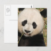 Cute Giant Panda Beer Briefkaart (Voorkant / Achterkant)