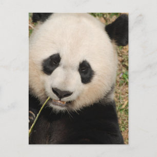 Cute Giant Panda Beer Briefkaart