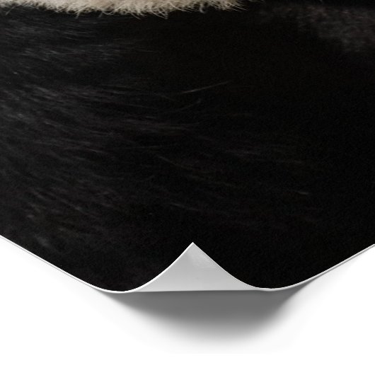 Cute Giant Panda Poster (Hoek)