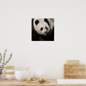 Cute Giant Panda Poster (Keuken)