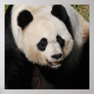 Cute Giant Panda Poster