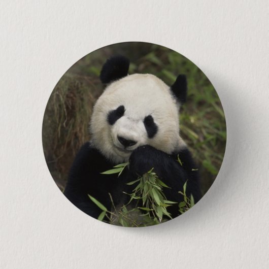 Cute Giant Panda Ronde Button 5,7 Cm (Voorkant)