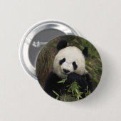 Cute Giant Panda Ronde Button 5,7 Cm (Voorkant /achterkant)