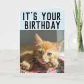 CUTE GINGER CAT KITTEN BIRTHDAAGKAARTEN KAART (Voorkant)