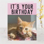 CUTE GINGER CAT KITTEN BIRTHDAAGKAARTEN KAART (Gele Bloem)