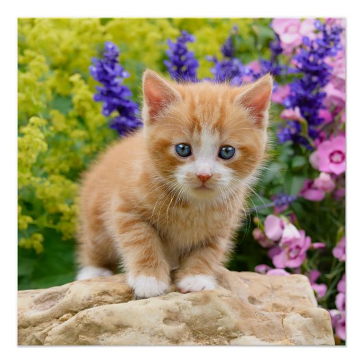 Cute Ginger Cat Kitten Flowery Garden Fotografie Perfect Poster (Voorkant)