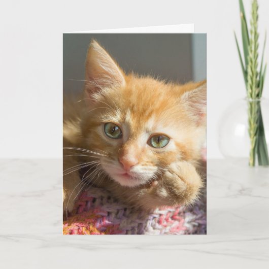 CUTE GINGER CAT KITTEN HALLO CARDS KAART (Voorkant)