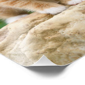 Cute Ginger Cat Kitten in een blote tuin - Foto Afdruk (Hoek)