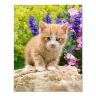 Cute Ginger Cat Kitten in een blote tuin - Foto Afdruk