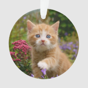 Cute Ginger Cat Kitten in een tuinfoto-portret- Ornament