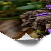 Cute Ginger Cat Kitten in een tuinfoto-portret Perfect Poster (Hoek)