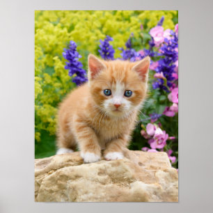 Cute Ginger Cat Kitten in Flowery Garden Pet Foto Poster