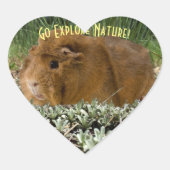 Cute Ginger Guinea Expling Natuur Foto Aangepast Hart Sticker (Voorkant)