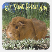 Cute Ginger Guinee Foto in Natuur - aangepaste tek Vierkante Sticker (Voorkant)