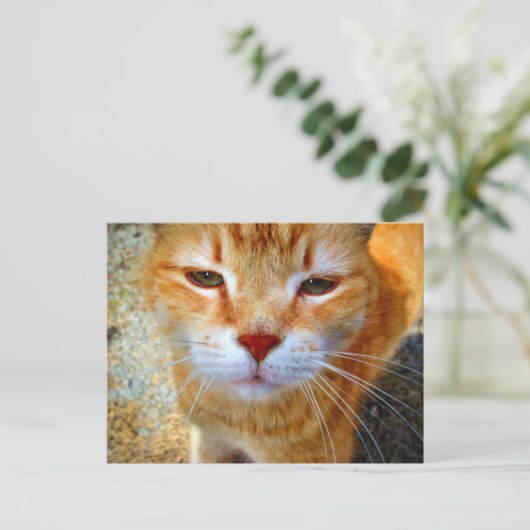 Cute Ginger Kat Friendly Little Cat Briefkaart (Staand voorkant)