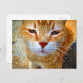 Cute Ginger Kat Friendly Little Cat Briefkaart (Voorkant / Achterkant)