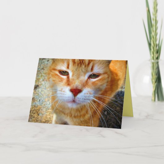 Cute Ginger Kat Friendly Little Cat Kaart (Voorkant)