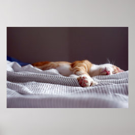 Cute Ginger Oranje Tabby Cat Slaping Poster