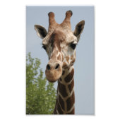 Cute Giraffe Foto Afdruk (Voorkant)