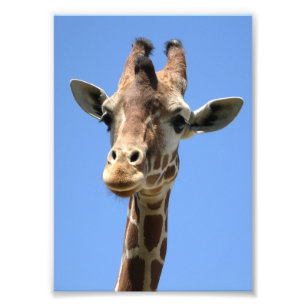 Cute Giraffe Photo Foto Afdruk