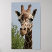 Cute Giraffe Poster (Voorkant)