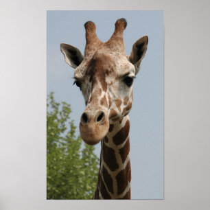 Cute Giraffe Poster