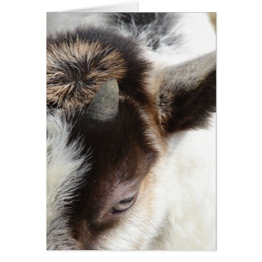 Cute Goat (Voorkant)