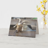 Cute Goat Begging for Attence Wenskaart Kaart (Gele Bloem)