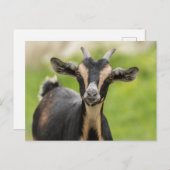 Cute Goat Boerderij Animal Briefkaart (Voorkant / Achterkant)
