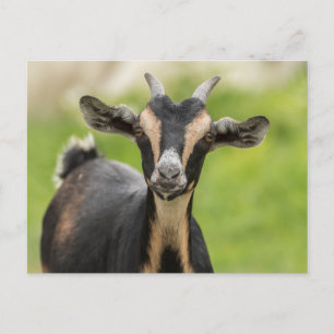 Cute Goat Boerderij Animal Briefkaart