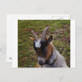 Cute Goat. Briefkaart (Voorkant / Achterkant)