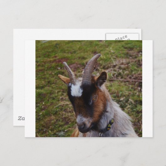 Cute Goat. Briefkaart (Voorkant / Achterkant)