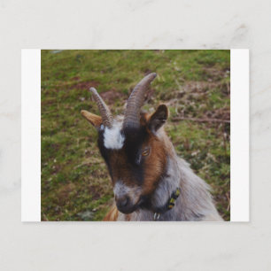 Cute Goat. Briefkaart