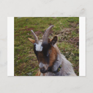 Cute Goat. Briefkaart