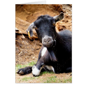 CUTE GOAT-kaart