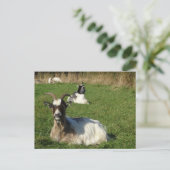 Cute Goats DIY Briefkaart (Staand voorkant)